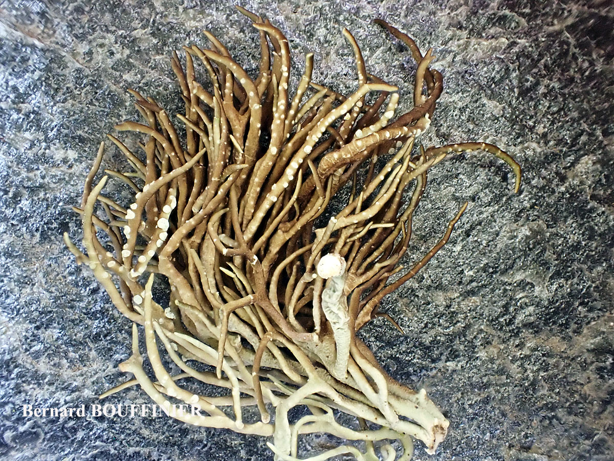Roccella tinctoria Taxon Méditerranée-Corse forme sorédiée 
= Roccella vicentina (Vain.) Vain.